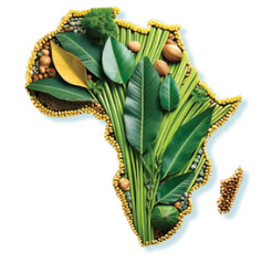 plants form an outline of the African continent