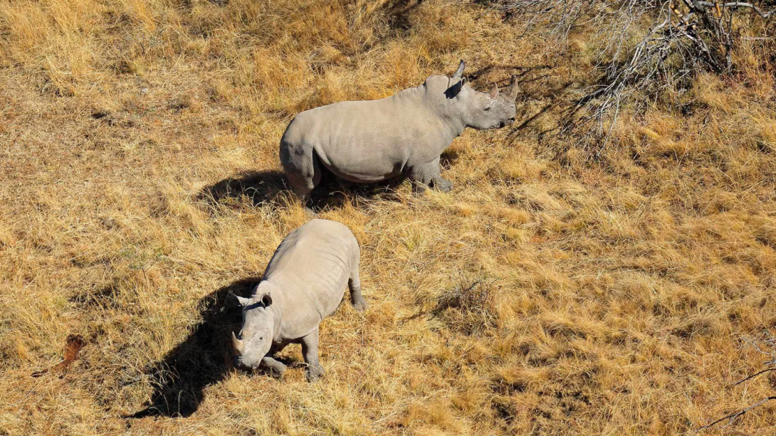 Two rhinos in a field